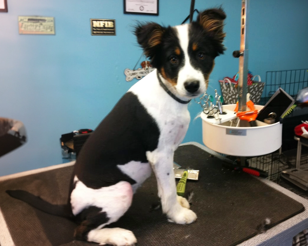 Buddy after grooming