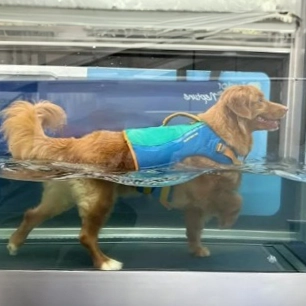 Canine aquatherapy service at UltiMutt