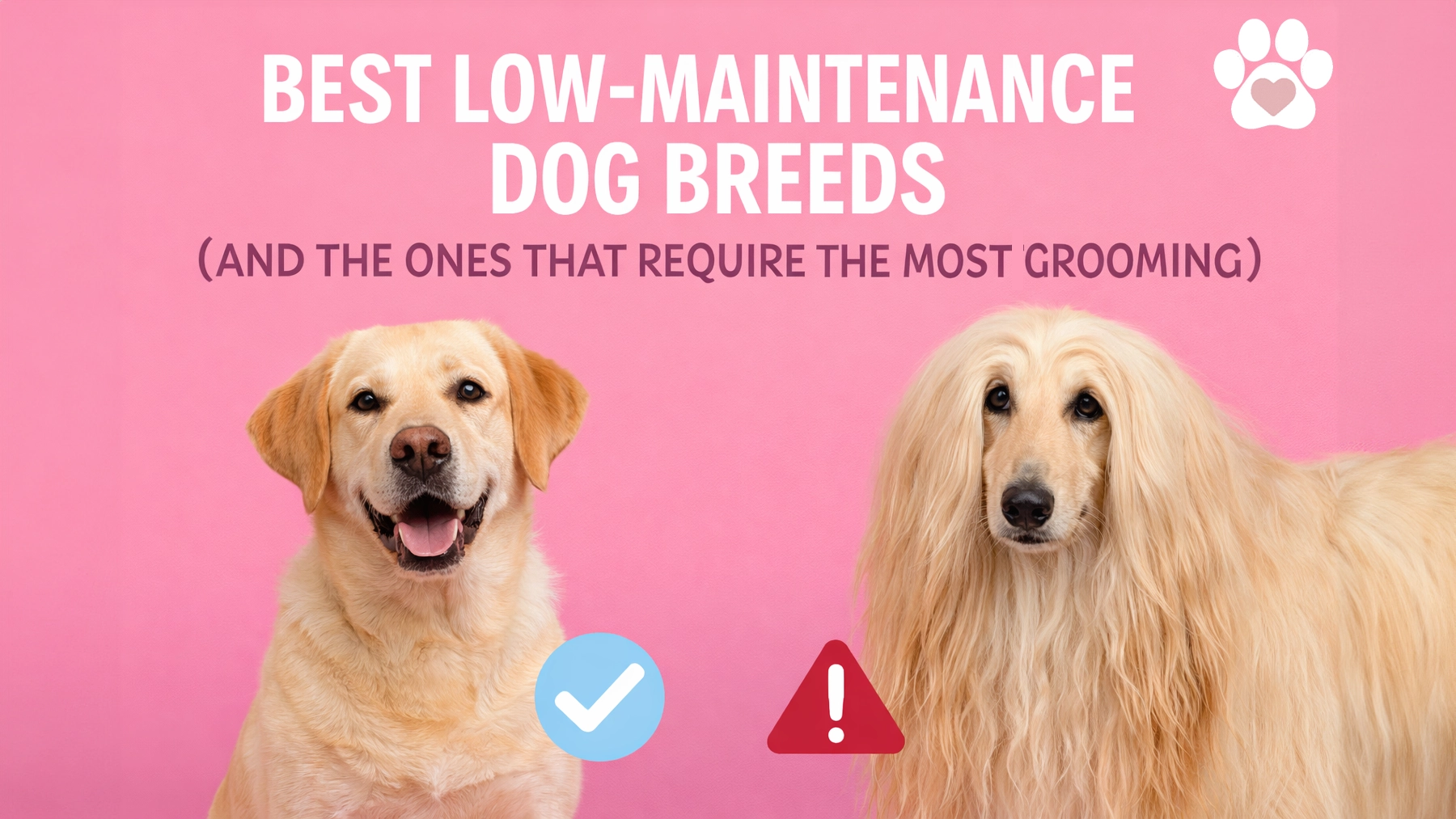 Best Dog Breeds for Easy Grooming (and the Hardest Ones to Maintain)