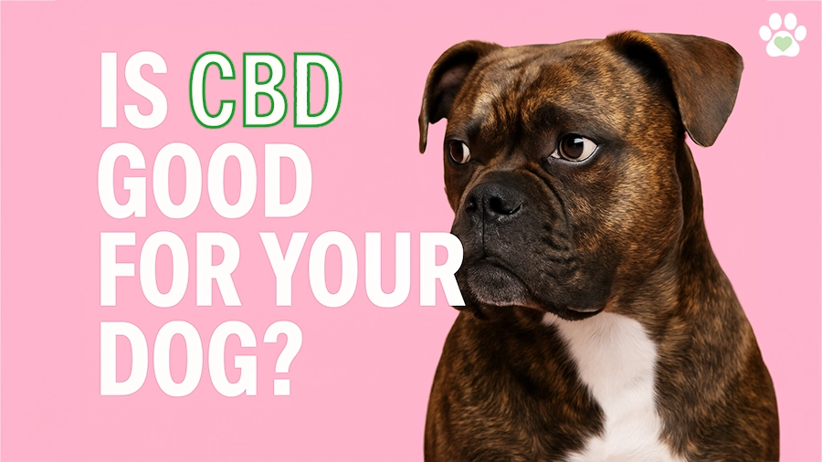 Is CBD Good for Your Dog? Here's What the Science Actually Says