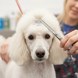 Full grooming service at UltiMutt
