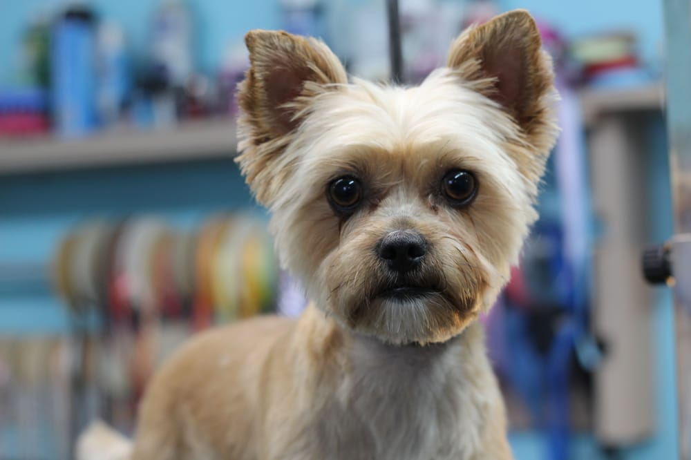 Professional dog grooming at UltiMutt Grooming