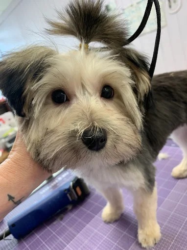 Dog grooming at UltiMutt Grooming