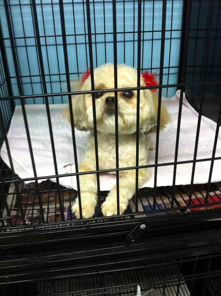 Professional dog grooming service in Denton TX