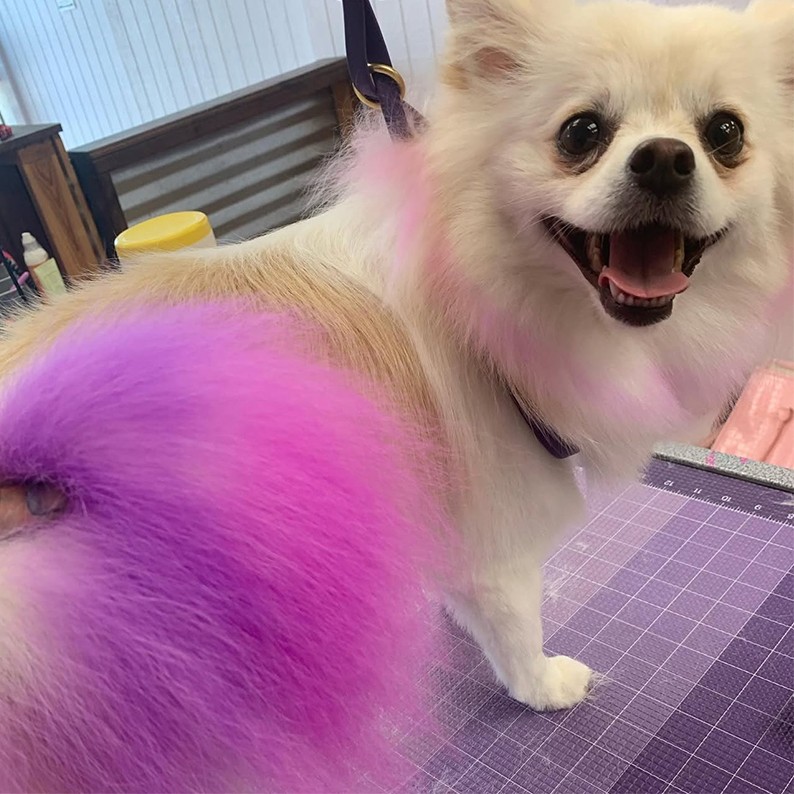 Professional dog grooming service at UltiMutt Grooming