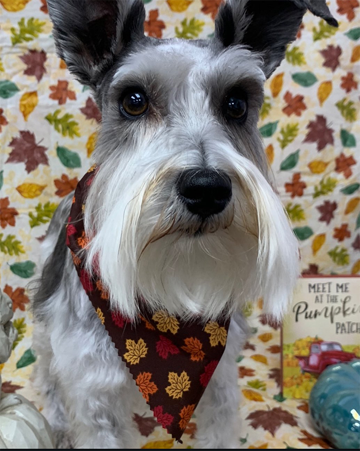 Dog grooming results at UltiMutt in Denton TX