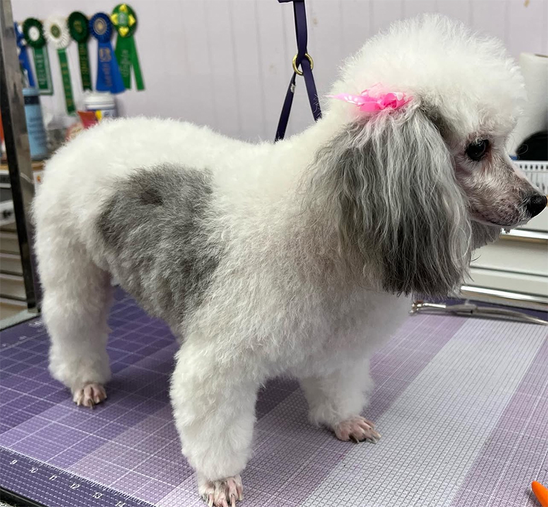 Professional dog grooming transformation at UltiMutt