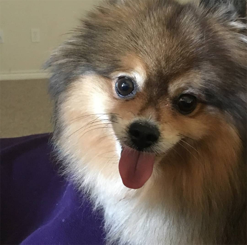 Dog grooming results at UltiMutt in Denton TX