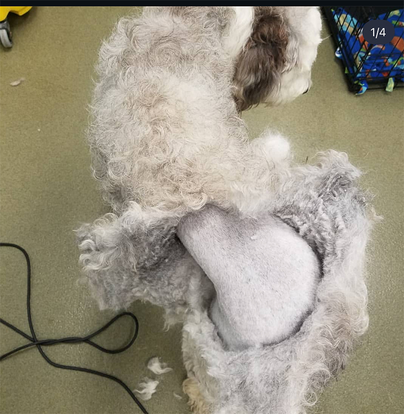 Professional dog grooming transformation at UltiMutt