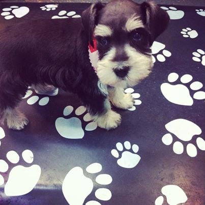 Dog grooming transformation at UltiMutt