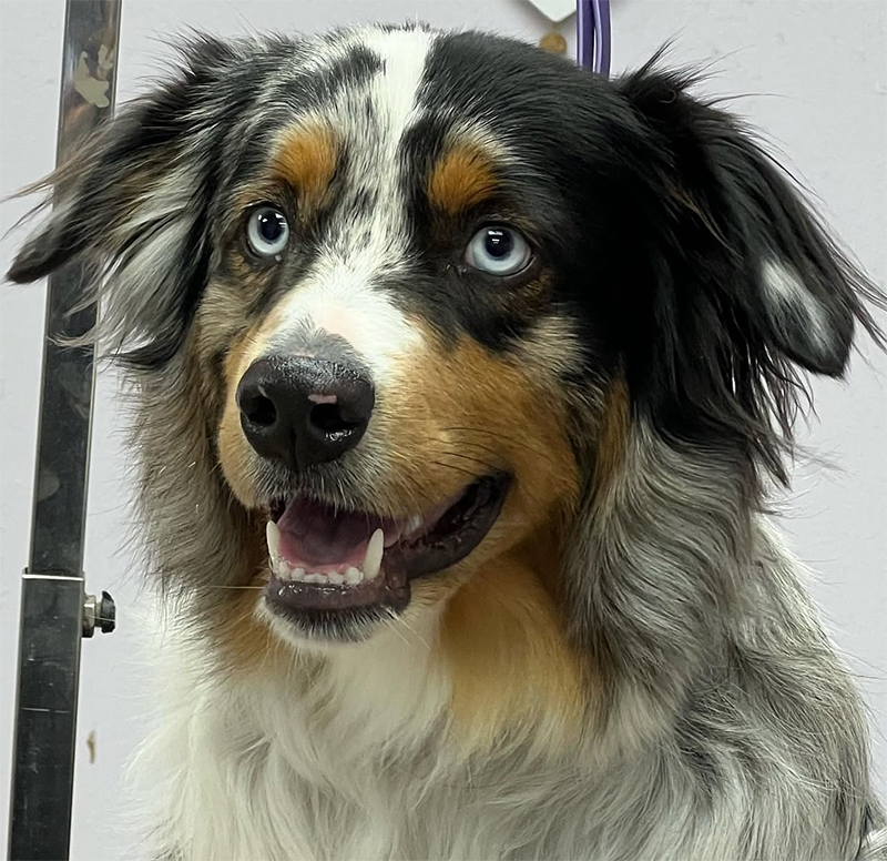 UltiMutt Grooming professional dog grooming service