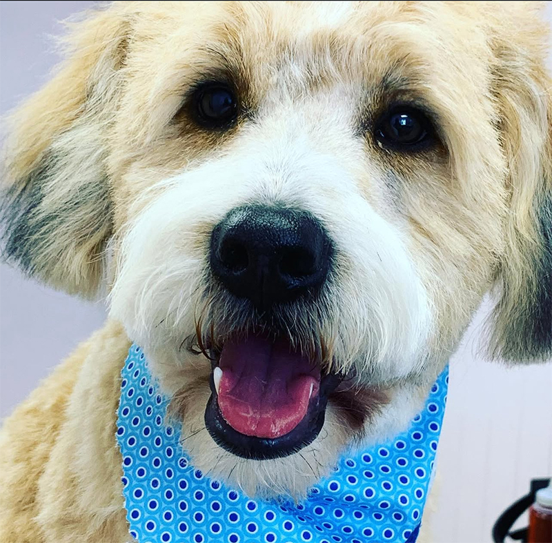 Dog grooming transformation at UltiMutt in Denton TX