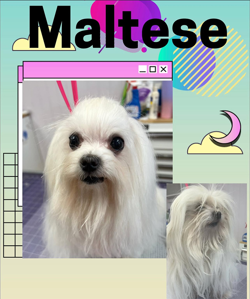 Professional dog grooming service at UltiMutt Grooming