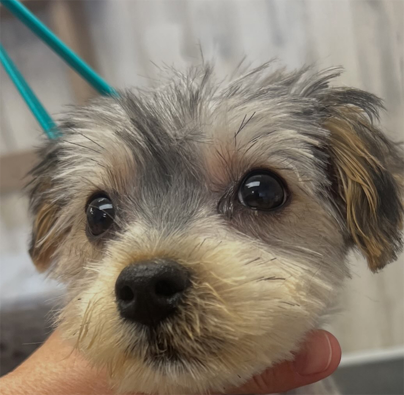 Dog grooming results at UltiMutt in Denton TX