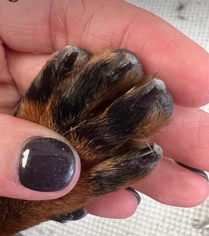 Professional dog grooming transformation at UltiMutt