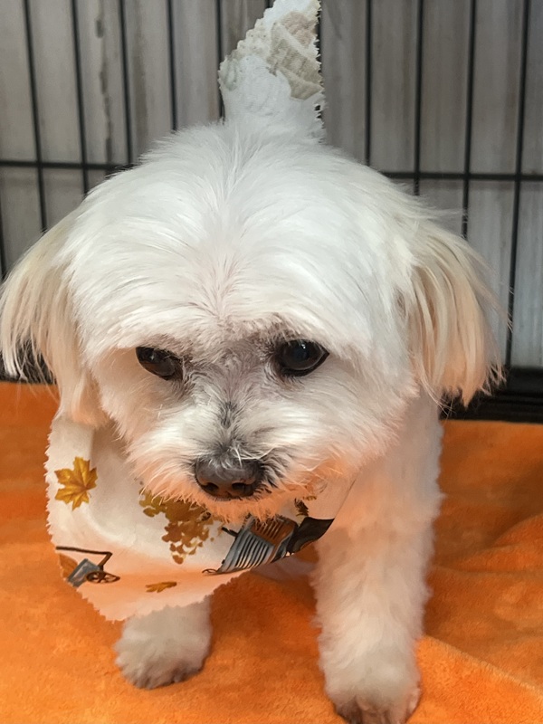 Professional dog grooming at UltiMutt Grooming