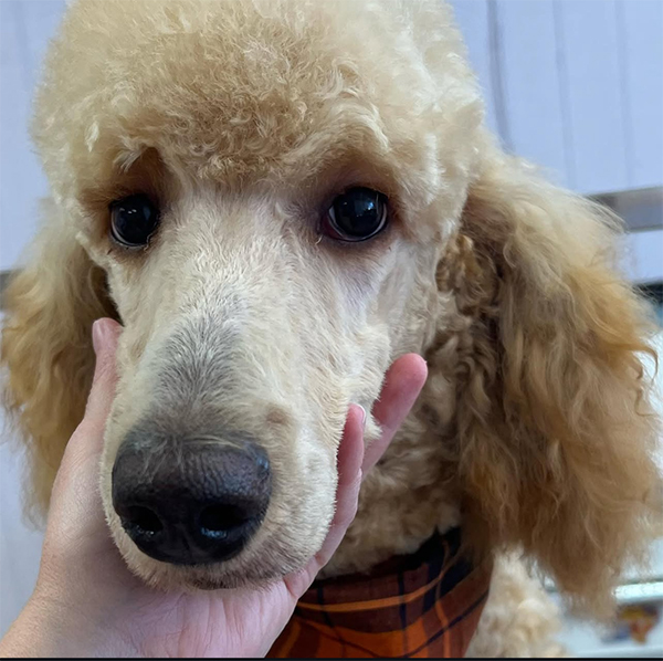 Dog grooming transformation at UltiMutt in Denton TX