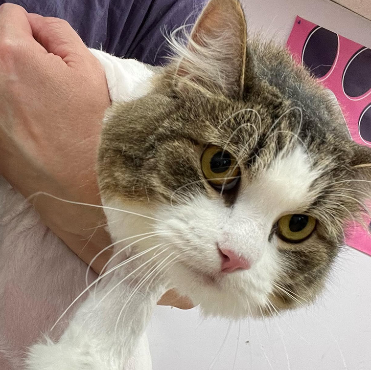 Professional dog grooming service at UltiMutt Grooming