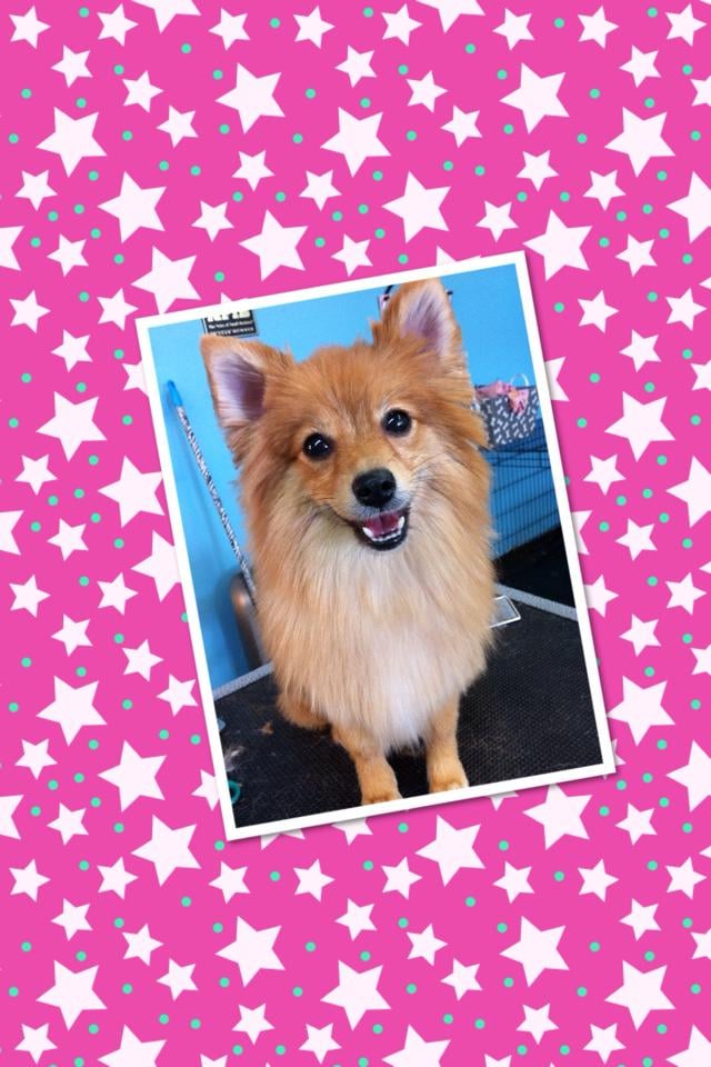 Professional dog grooming service in Denton