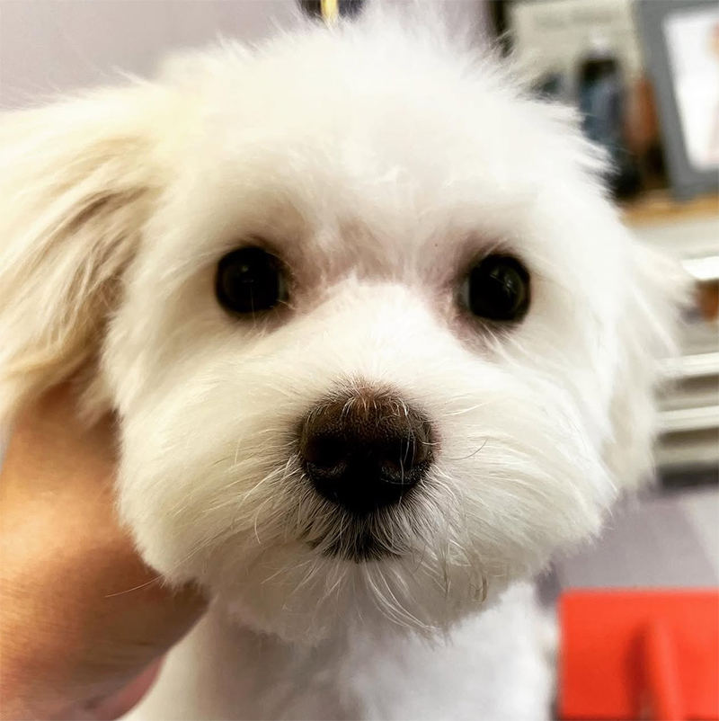 Dog grooming results at UltiMutt in Denton TX