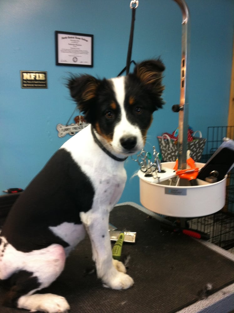 Dog grooming results at UltiMutt Grooming