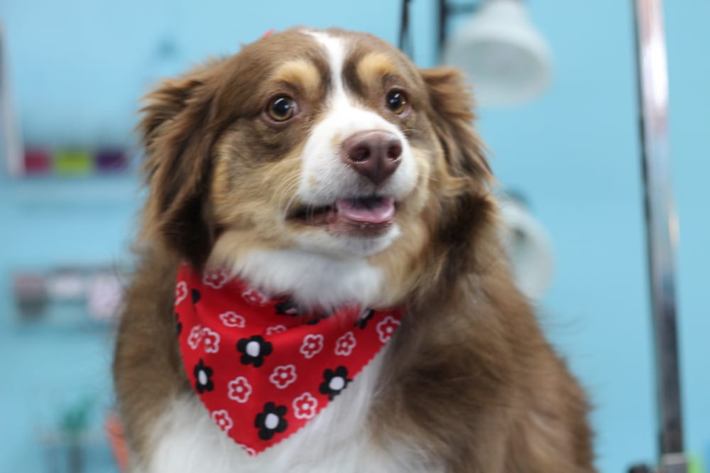 Professional dog grooming in Denton TX