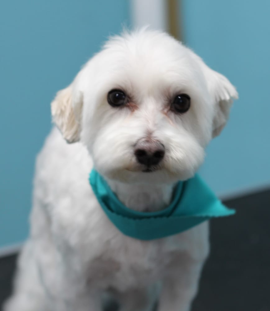 Dog grooming transformation results