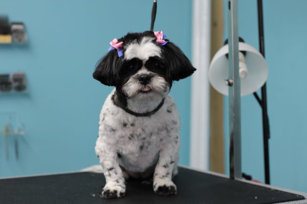 UltiMutt Grooming professional service
