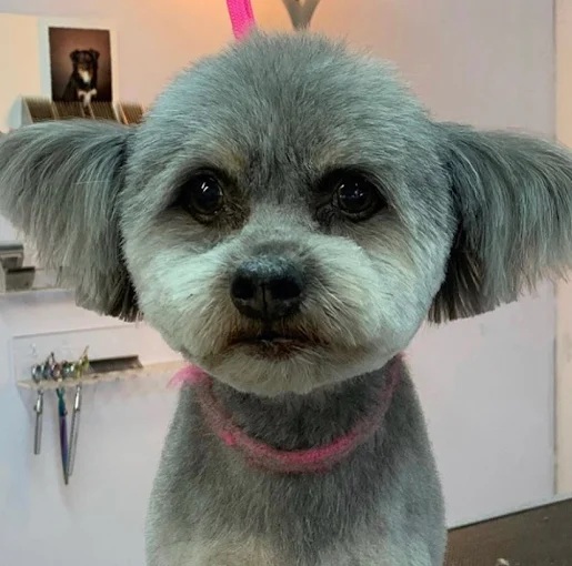 Dog grooming before and after