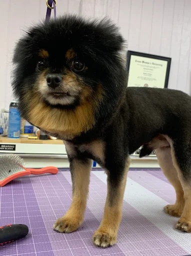 Professional dog grooming service
