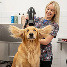 Bath and blow dry service at UltiMutt